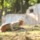 A rhesus monkey on Puerto Rico’s Monkey Island. Courtesy of Alyssa Arre.